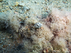 Tenguella marginalba