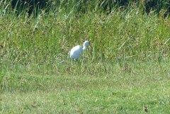 Ardea intermedia brachyrhyncha