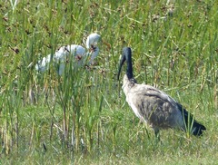 Ardea intermedia brachyrhyncha