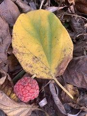 Maclura tricuspidata