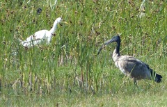 Ardea intermedia brachyrhyncha