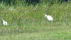 Ardea intermedia brachyrhyncha