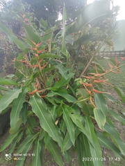 Heliconia latispatha