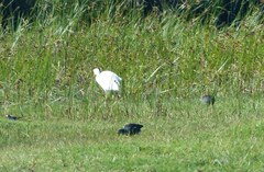 Ardea intermedia brachyrhyncha