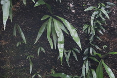 Microsorum punctatum