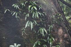 Microsorum punctatum