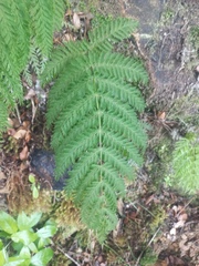 Leptopteris hymenophylloides