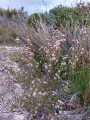 Kunzea capitata