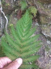 Leptopteris hymenophylloides