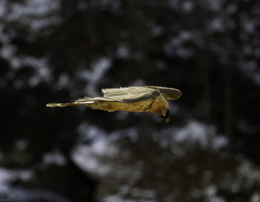 Gypaetus barbatus barbatus