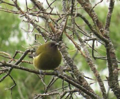 Anthornis melanura melanura