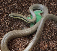Liopeltis tricolor