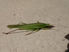 Euconocephalus varius
