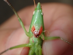 Euconocephalus varius