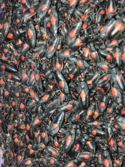 Stenomacra marginella