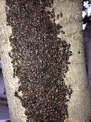 Stenomacra marginella