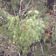 Juniperus communis