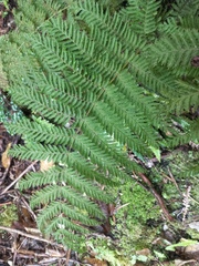 Leptopteris hymenophylloides