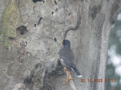 Acridotheres fuscus
