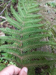 Leptopteris hymenophylloides