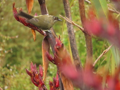 Anthornis melanura melanura