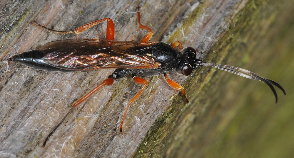 Syspasis scutellator from Dobbertin, Deutschland on March 27, 2020 at ...