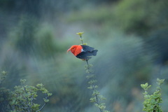 Drepanis coccinea
