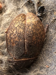 Homoeogamia mexicana