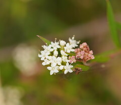 Platysace lanceolata