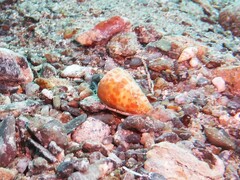 Conus tessulatus