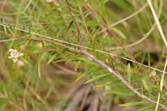 Platysace lanceolata