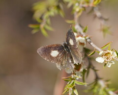 Candalides xanthospilos