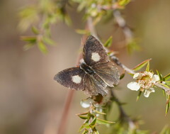 Candalides xanthospilos