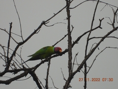 Psittacula cyanocephala