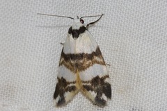 Thallarcha albicollis