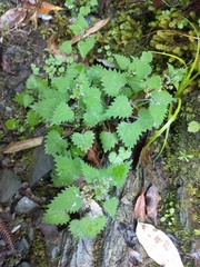 Urtica sykesii