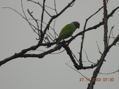 Psittacula cyanocephala