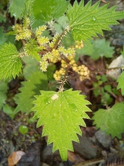 Urtica sykesii