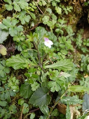 Mazus goodenifolius
