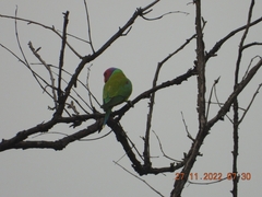 Psittacula cyanocephala