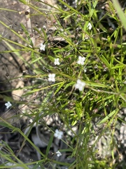 Oldenlandia herbacea