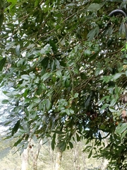 Euonymus spraguei