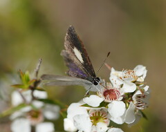 Candalides xanthospilos