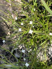Oldenlandia herbacea