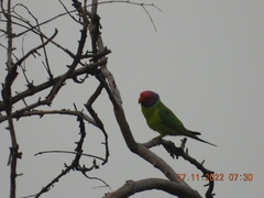 Psittacula cyanocephala