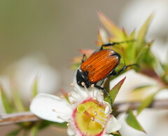 Phyllotocus rufipennis