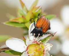 Phyllotocus rufipennis