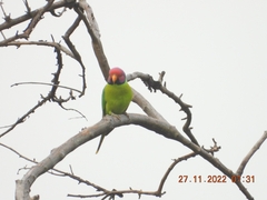 Psittacula cyanocephala