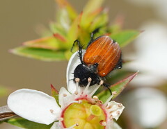 Phyllotocus rufipennis