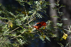 Drepanis coccinea
